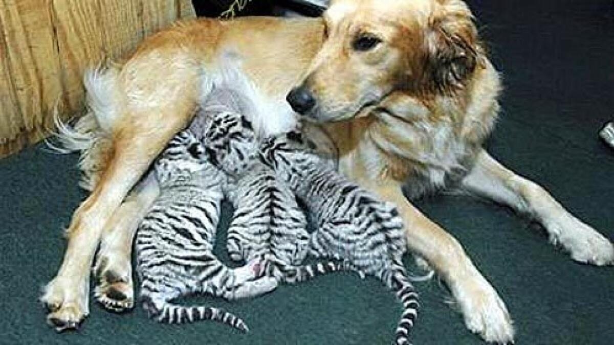 Dog Raises 3 Tiger Cubs, years later this happened