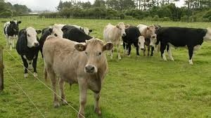 Farmer finds a missing cow after 8 months – when he gets closer, he turns pale