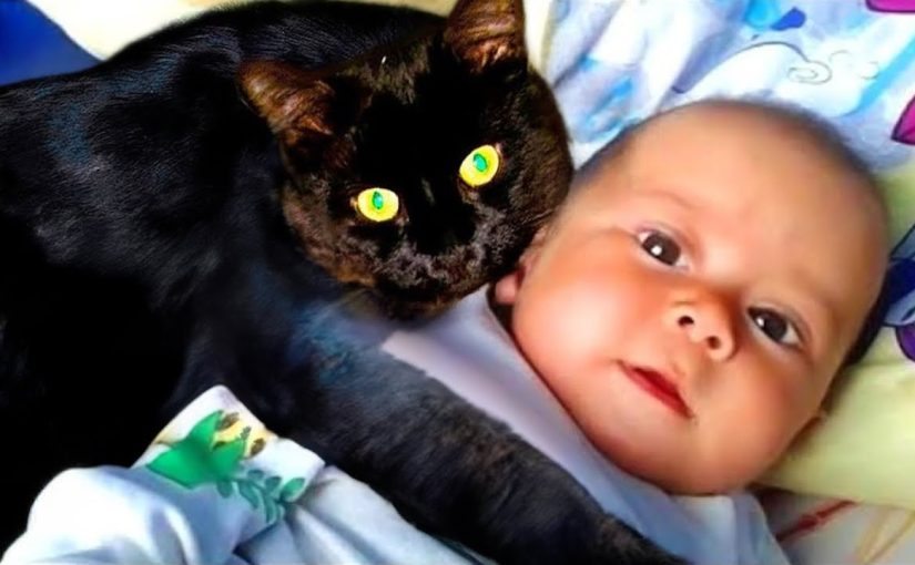 Cat Won’t Leave Baby Alone – The Parents Found Out Why ➤ Buzzday.info