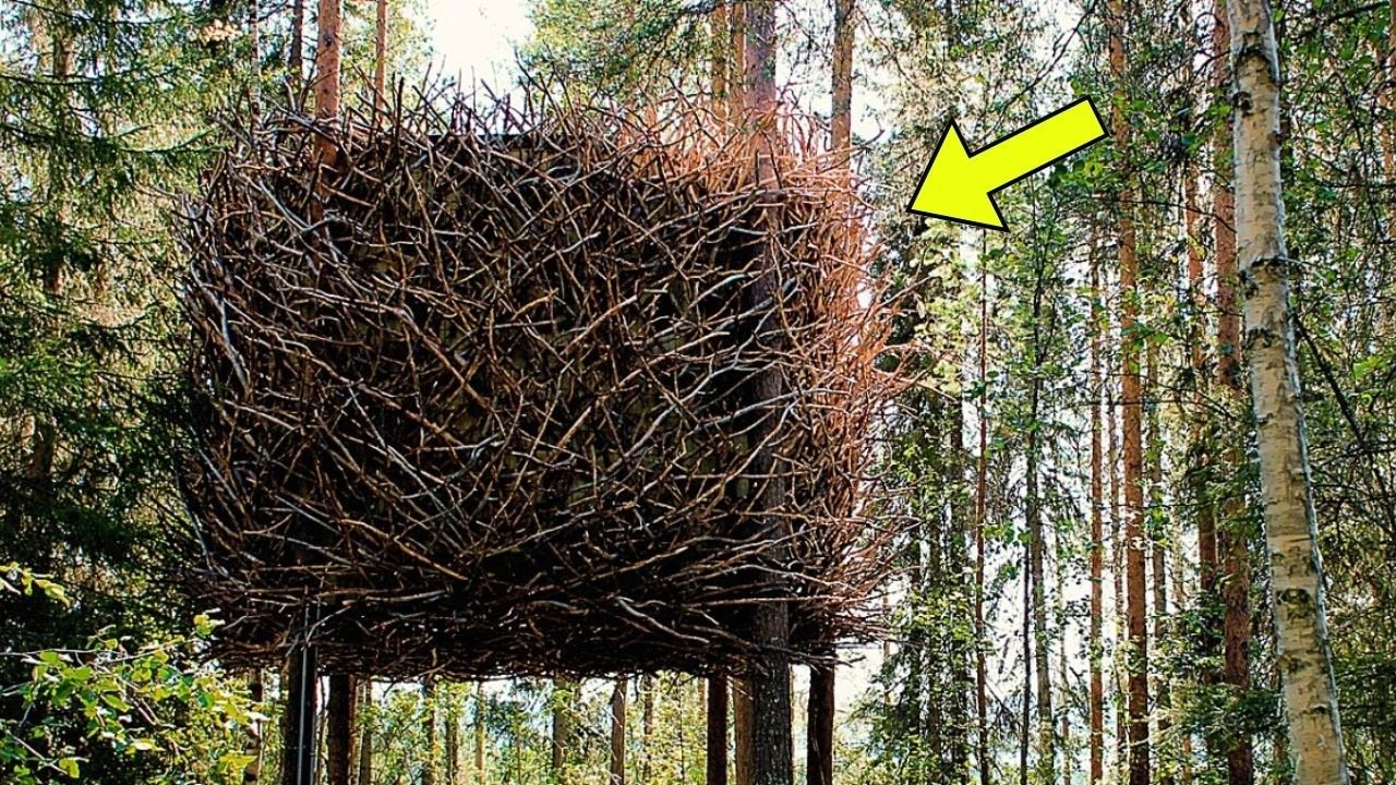 Park Ranger Turns Pale Seeing This Nest – He Evacuates The Area