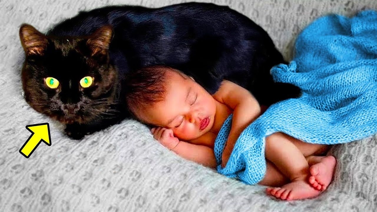 Cat Won’t Leave Baby Alone – The Parents Found Out Why