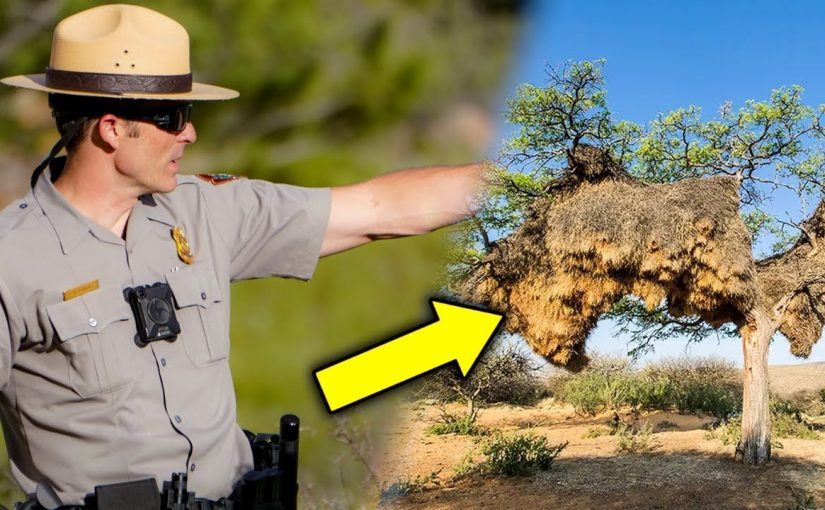 Park Ranger Turns Pale Seeing This Nest – He Evacuates The Area ➤ Buzzday.info