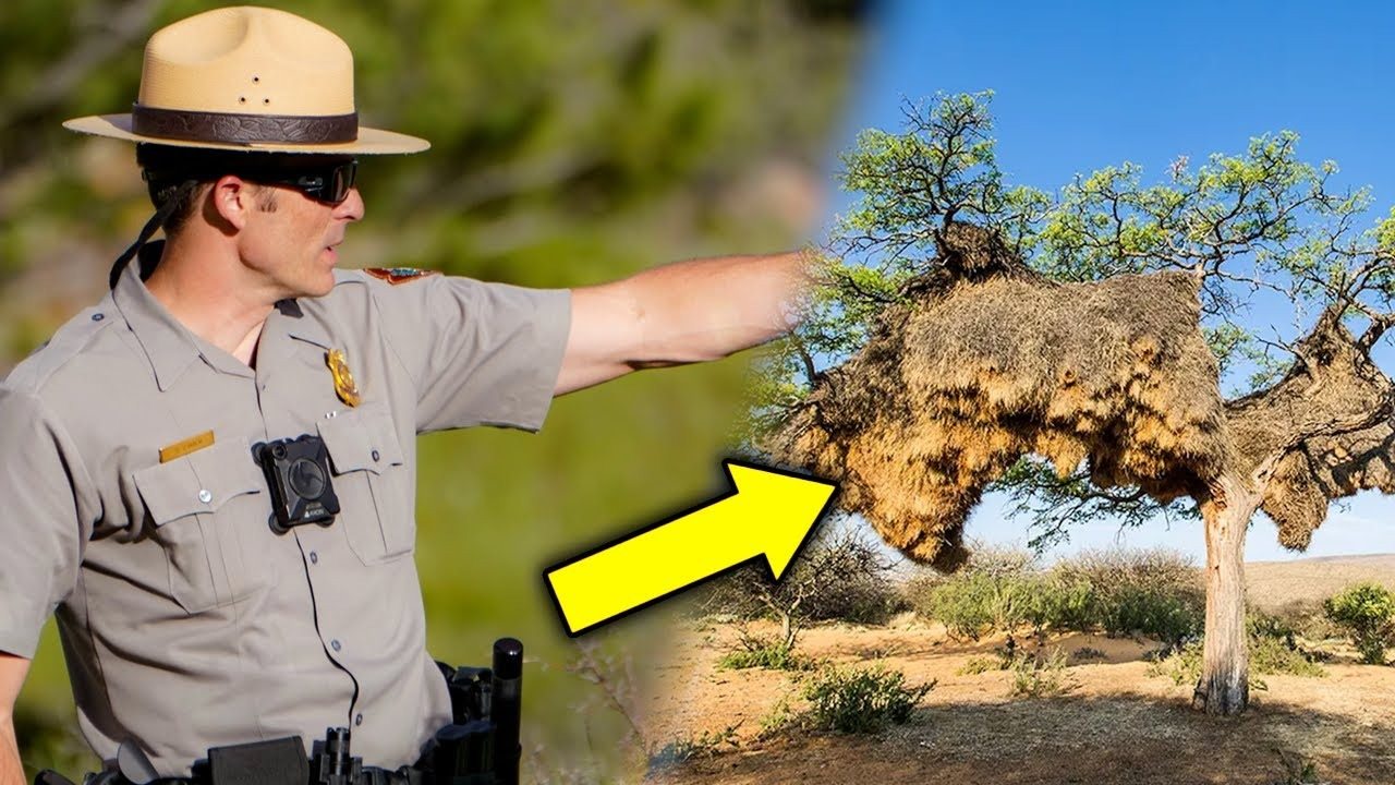 Park Ranger Turns Pale Seeing This Nest – He Evacuates The Area ➤ Buzzday.info