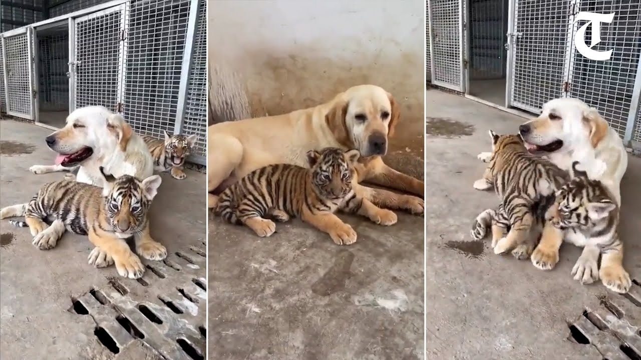 Dog Raises 3 Tiger Cubs, years later this happened