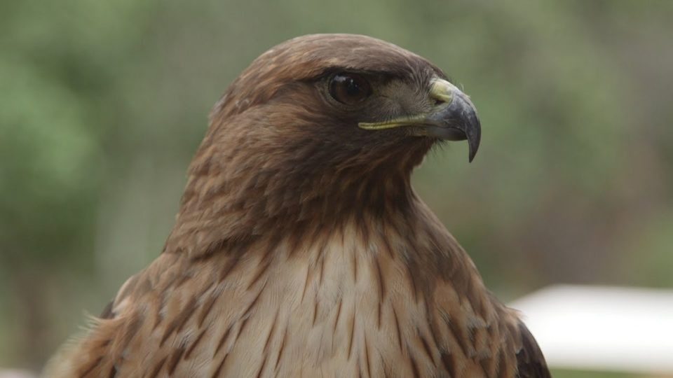 Park Ranger Turns Pale Seeing This Nest – He Evacuates The Area