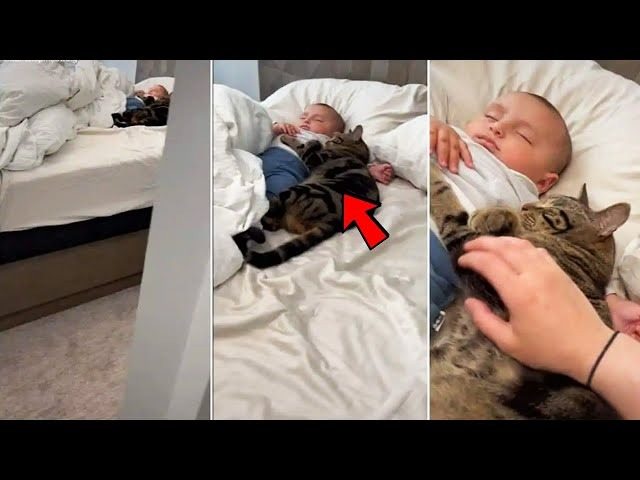 Cat Won’t Leave Baby Alone – The Parents Found Out Why