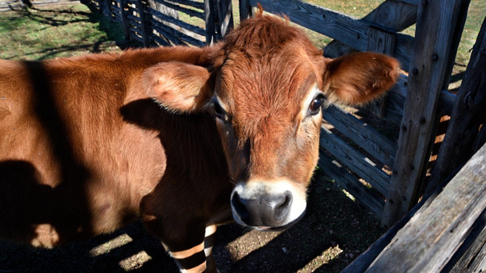 Farmer finds a missing cow after 8 months – when he gets closer, he turns pale