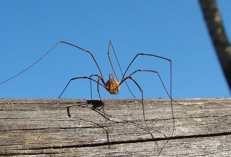 Existuje dobrý důvod, proč se u vás doma objevují pavouci. Budete překvapeni, až budete vědět proč ➤ Buzzday.info