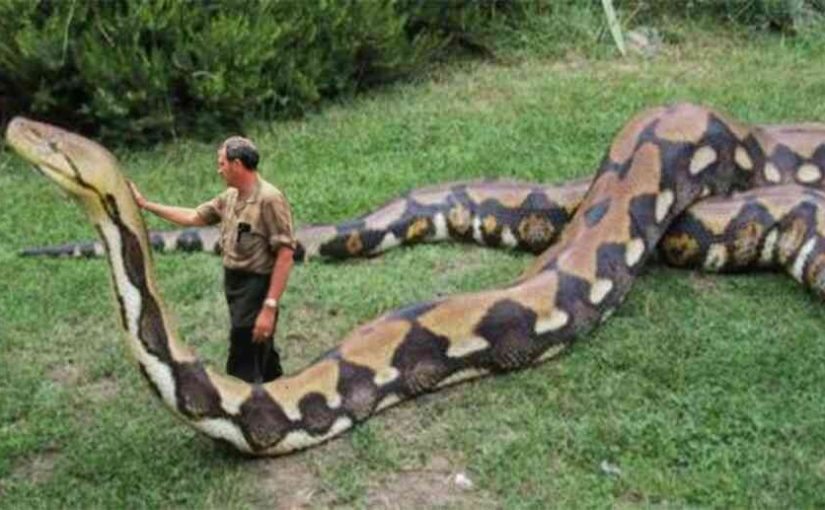 VIDEO O anaconda uriașă a fost surprinsă în Columbia și a pozat pentru cameră ➤ Buzzday.info