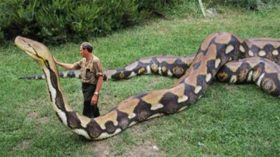 VIDEO O anaconda uriașă a fost surprinsă în Columbia și a pozat pentru cameră