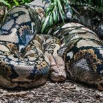 VIDÉO Un anaconda géant a été capturé en Colombie et posé devant la caméra ➤ Buzzday.info