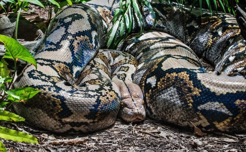 VIDÉO Un anaconda géant a été capturé en Colombie et posé devant la caméra ➤ Buzzday.info