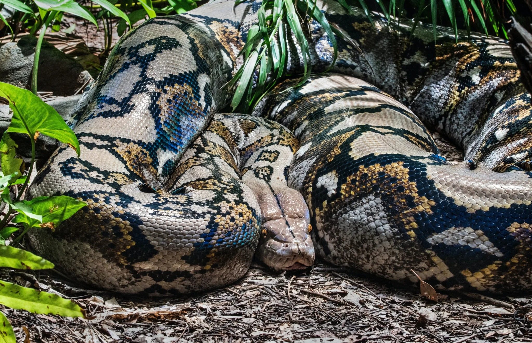 VIDEO O anaconda uriașă a fost surprinsă în Columbia și a pozat pentru cameră