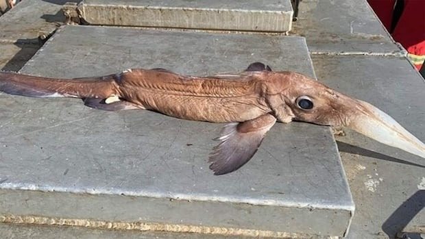 Fisherman Caught Weird Creature – He Calls For Help When He Discovers What It Really Is