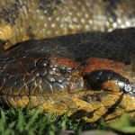 VIDEO. A giant anaconda was caught in Colombia and posed for the camera ➤ Buzzday.info