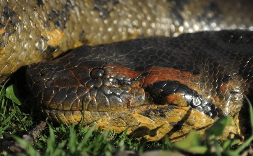 VIDEO. A giant anaconda was caught in Colombia and posed for the camera ➤ Buzzday.info