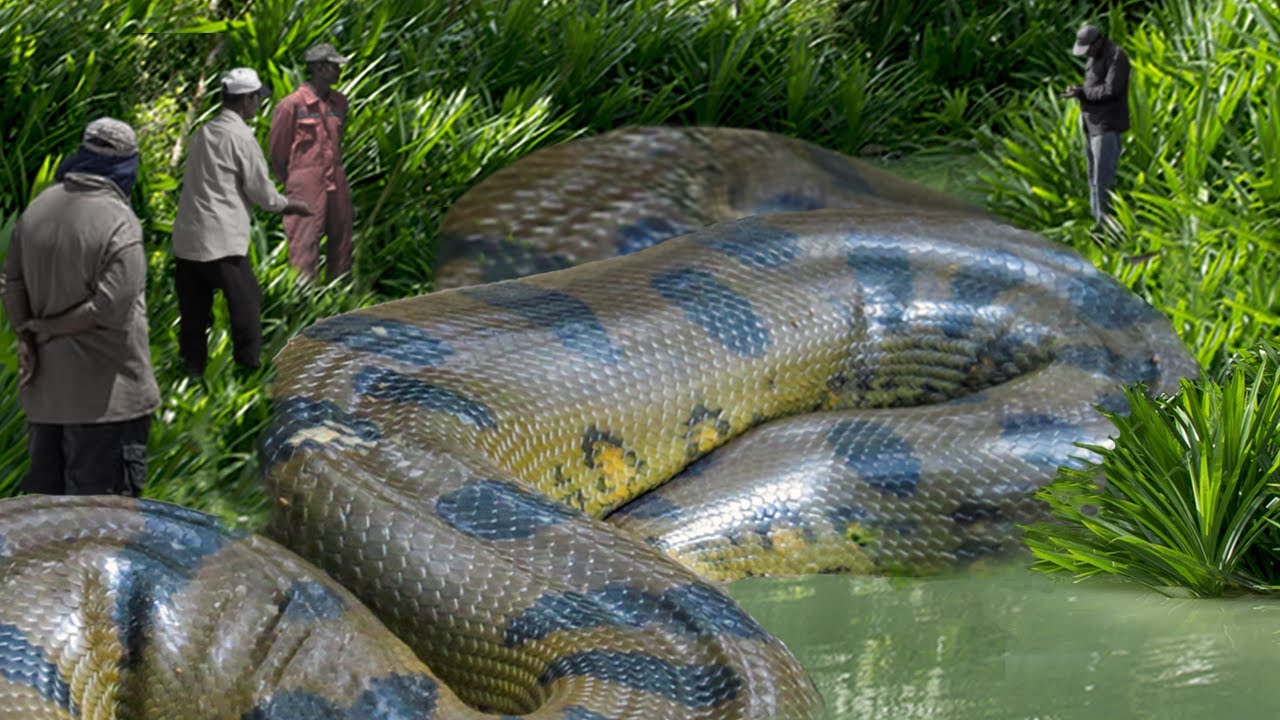 VIDEO. A giant anaconda was caught and posed for the camera
