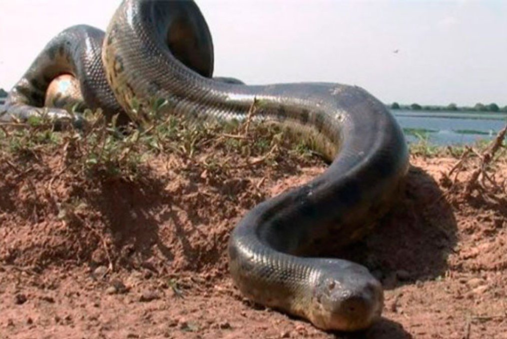 VIDEO O anaconda uriașă a fost surprinsă în Columbia și a pozat pentru cameră