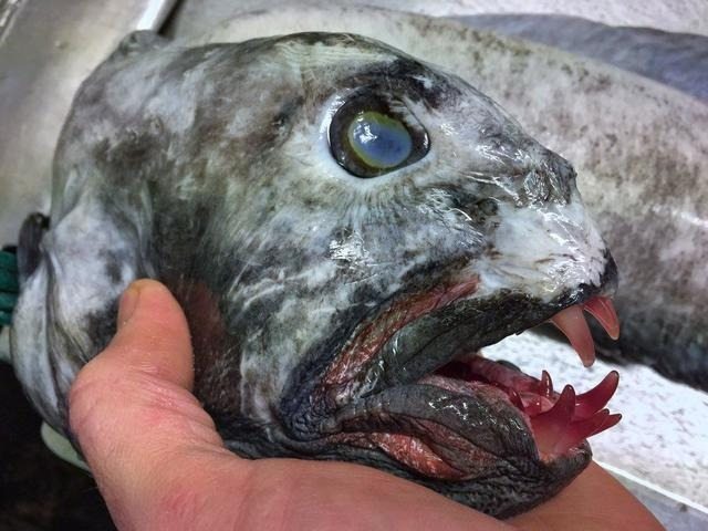 Fisherman Caught Weird Creature – He Calls For Help When He Discovers What It Really Is