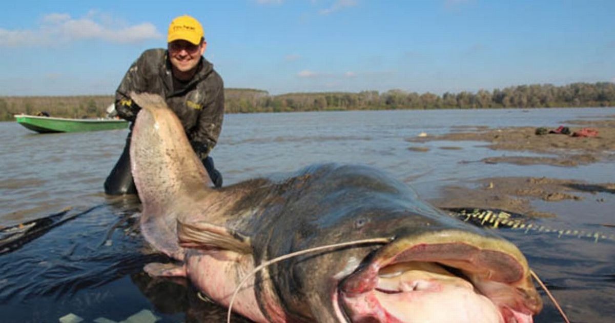 A massive mutant catfish was recently spotted near Chornobyl. It’s truly an impressive sight (video)