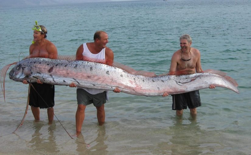 Doomsday is coming. We’ve had reports that Australian fishermen have caught… ➤ Buzzday.info