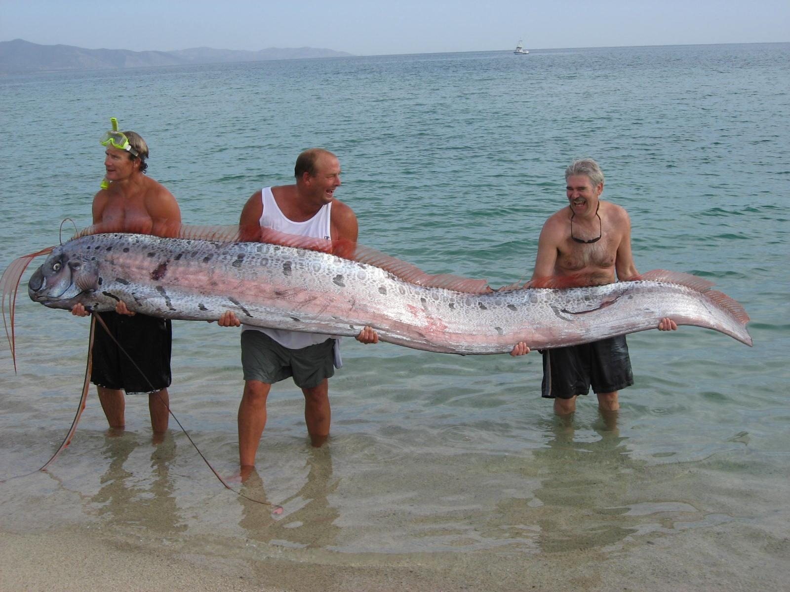 L’apocalypse approche. Nous avons reçu des rapports selon lesquels des pêcheurs australiens ont attrapé… ➤ Buzzday.info