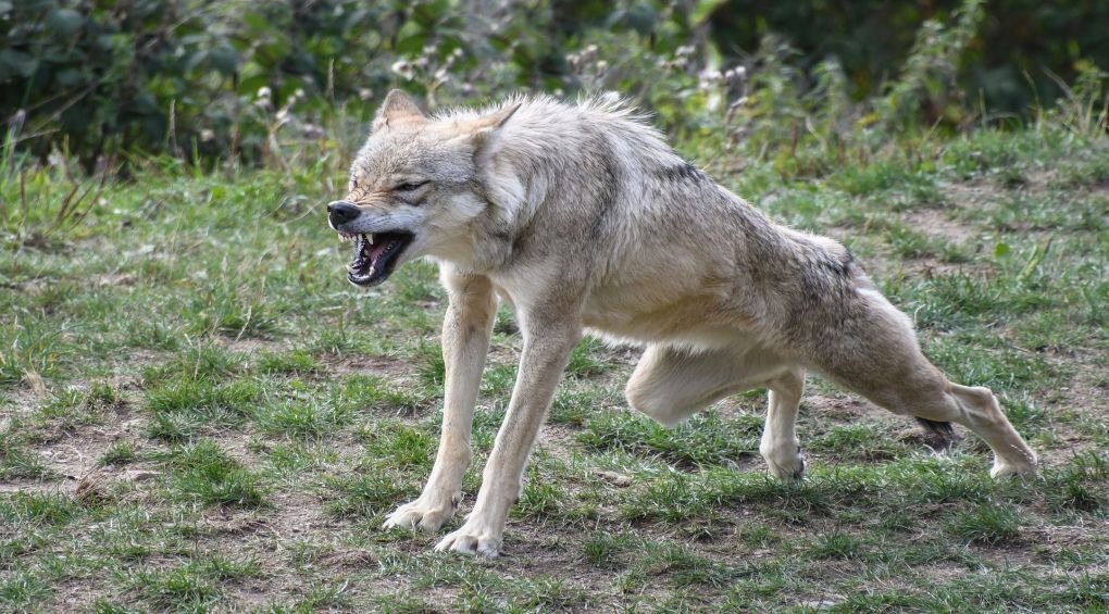 A new study shows that wolves in the Chornobyl area have developed resistance to cancer