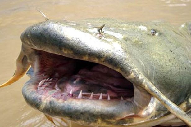 A massive mutant catfish was recently spotted near Chornobyl. It’s truly an impressive sight (video) ➤ Buzzday.info