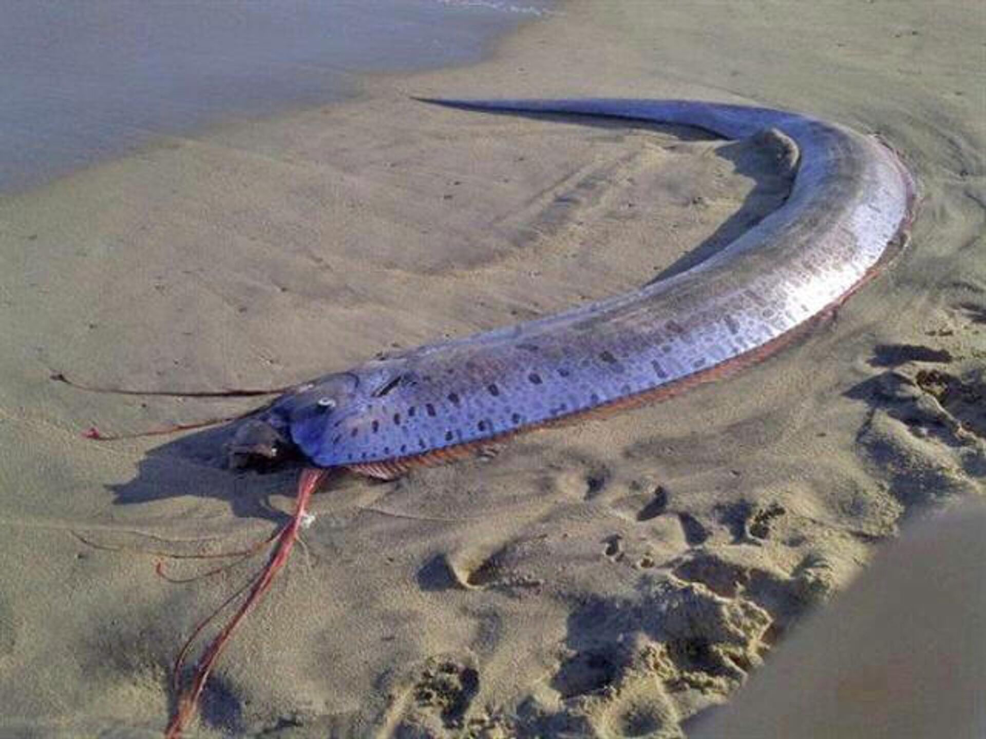 Doomsday is coming. We’ve had reports that Australian fishermen have caught…