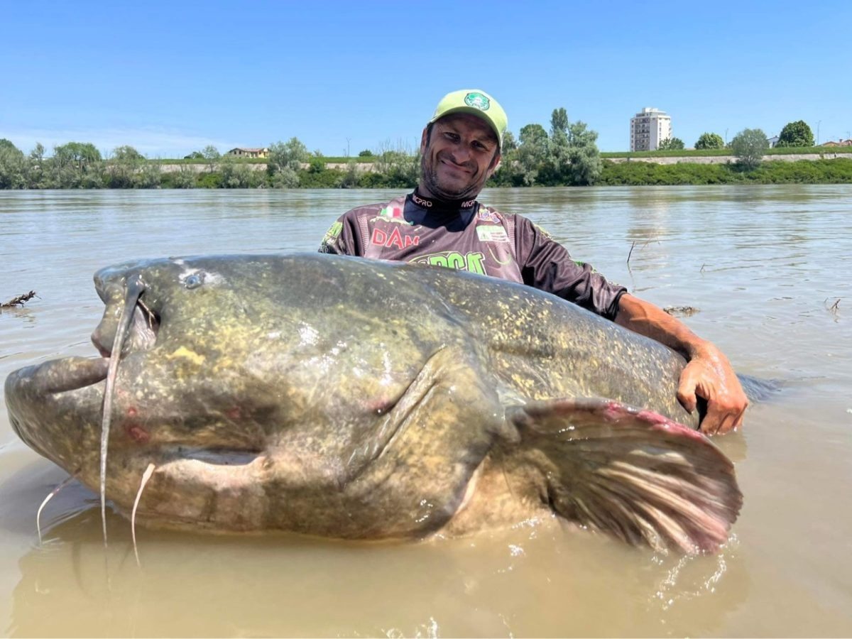 Il pesce gatto gigante è ormai comune nel Lago di Garda