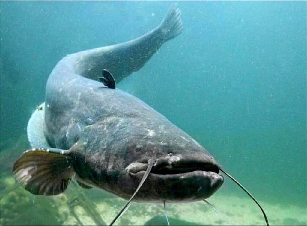 Il pesce gatto gigante è ormai comune nel Lago di Garda