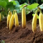 Plantez des bananes dans votre jardin et voyez ce qui se passe une semaine plus tard ➤ Buzzday.info