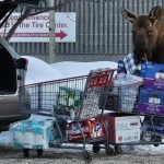 Moose surprises the woman in the Costco parking lot ➤ Buzzday.info