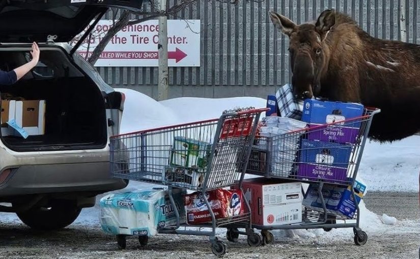 Moose surprises the woman in the Costco parking lot ➤ Buzzday.info