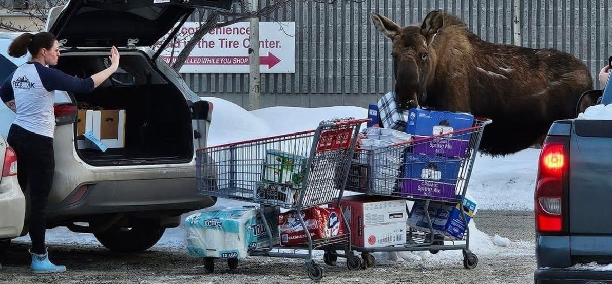 Moose surprises the woman in the Costco parking lot ➤ Buzzday.info