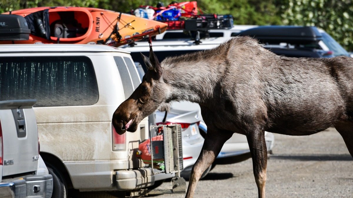 Moose surprises the woman in the Costco parking lot