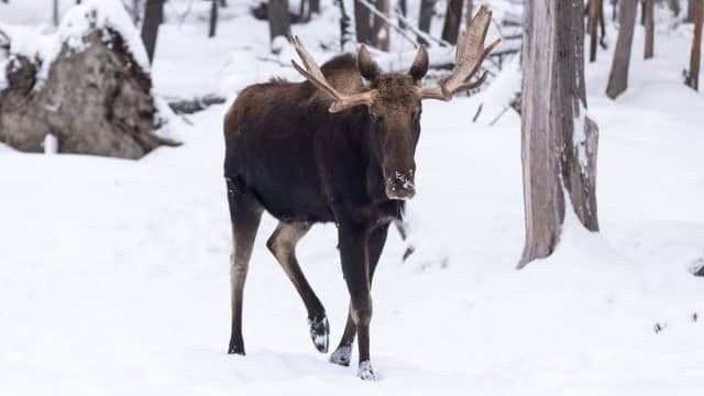 Moose surprises the woman in the Costco parking lot