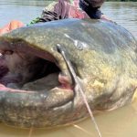 Il pesce gatto gigante è ormai comune nel Lago di Garda ➤ Buzzday.info