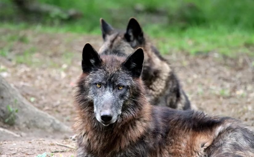 A new study shows that wolves in the Chornobyl area have developed resistance to cancer ➤ Buzzday.info