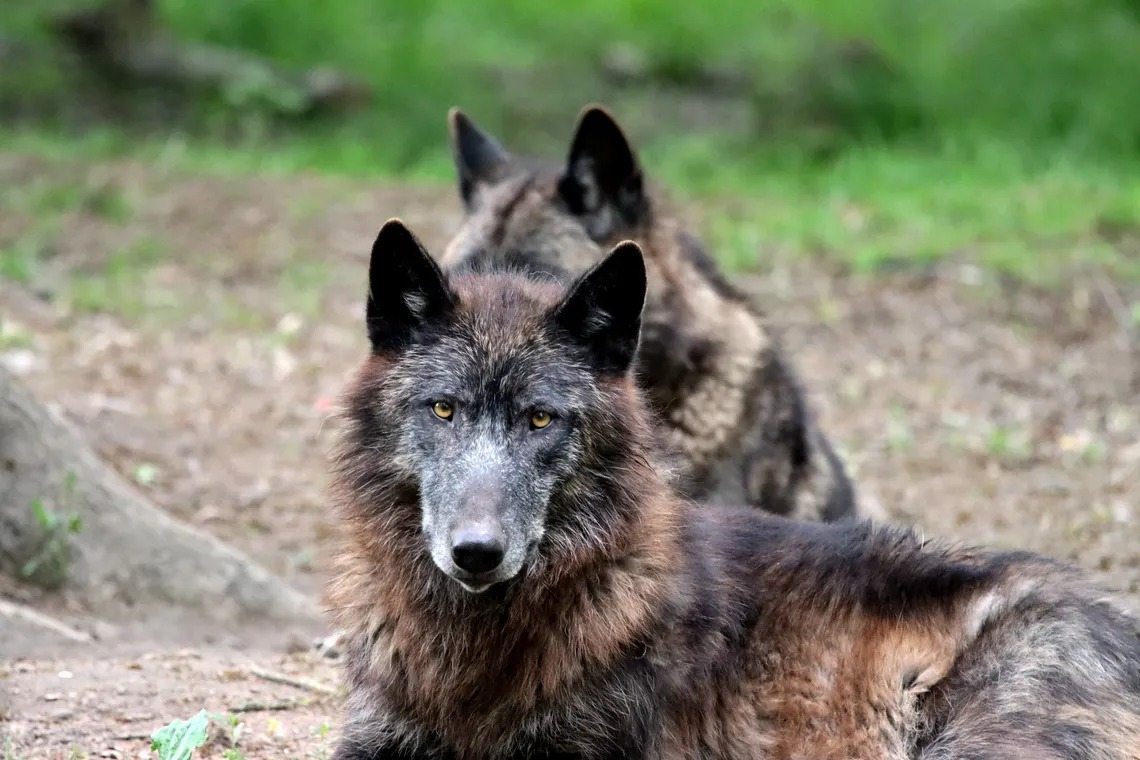 A new study shows that wolves in the Chornobyl area have developed resistance to cancer ➤ Buzzday.info