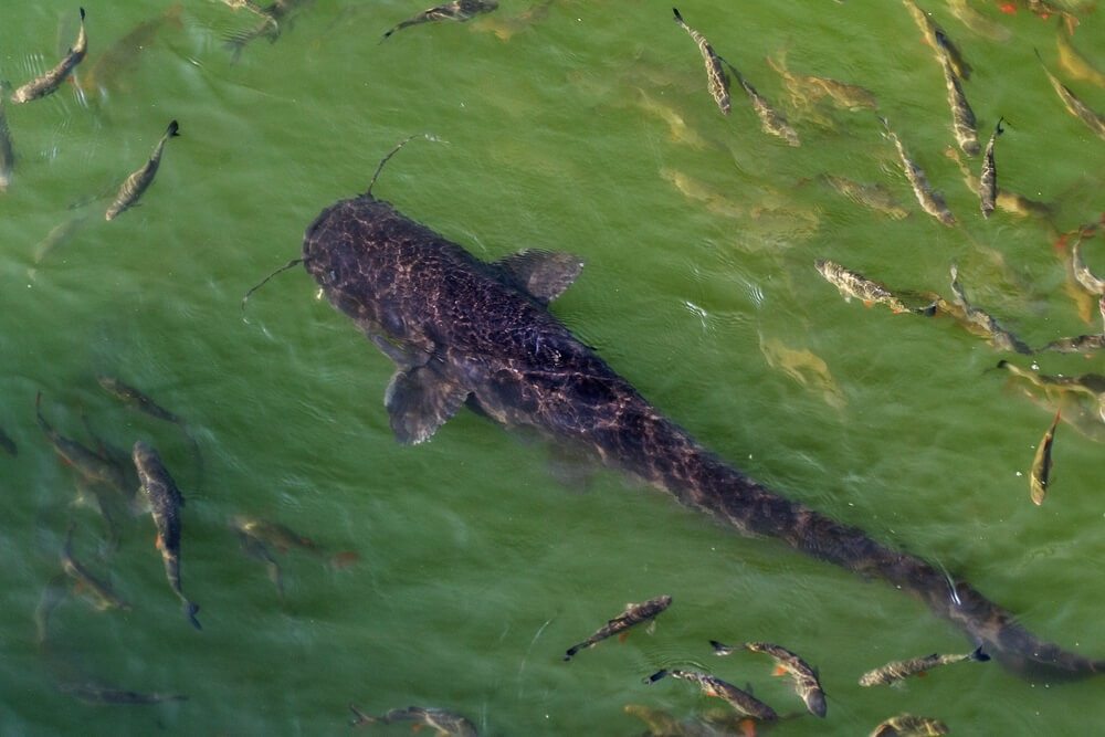 A massive mutant catfish was recently spotted near Chornobyl. It’s truly an impressive sight (video)