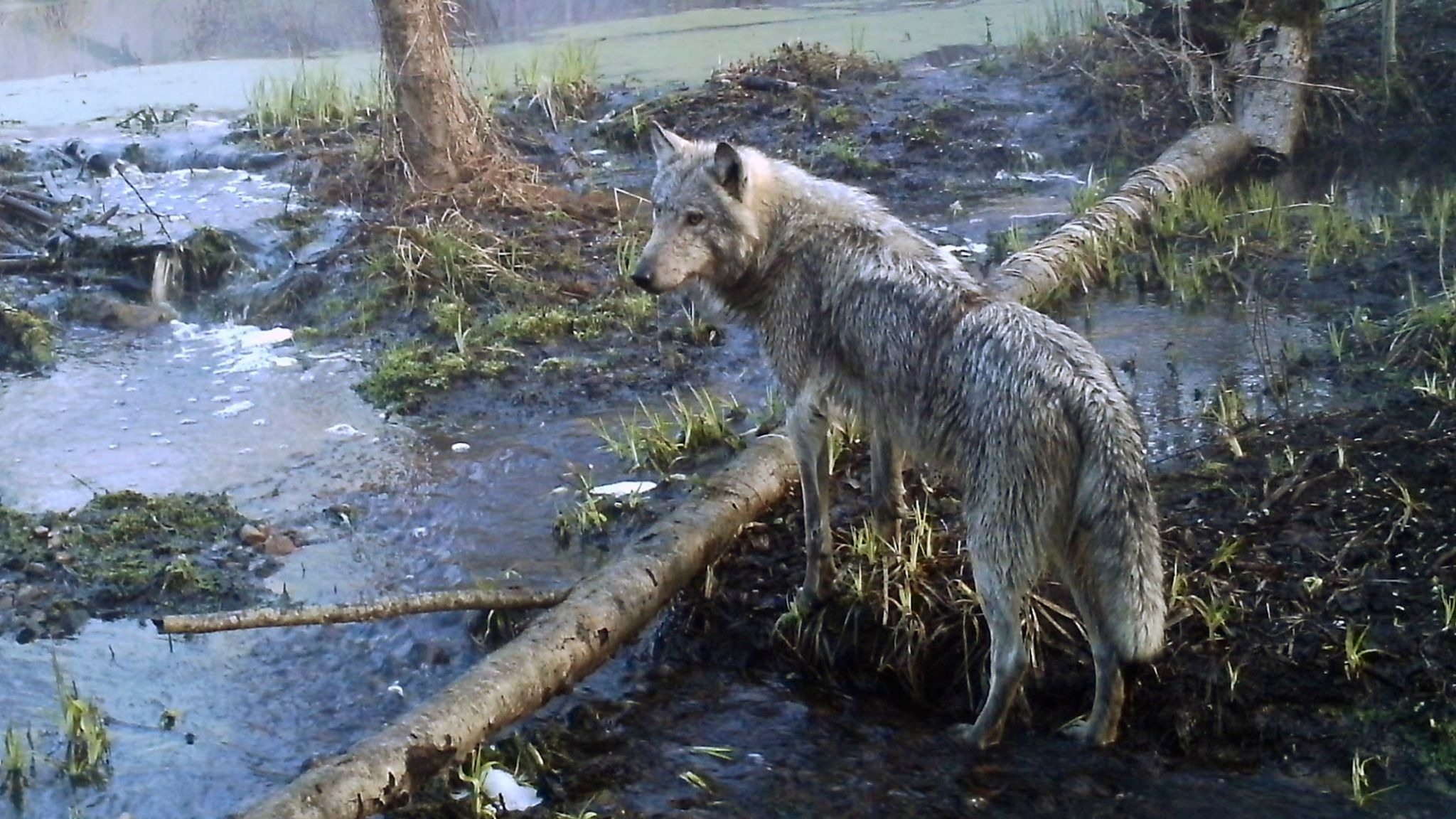 A new study shows that wolves in the Chornobyl area have developed resistance to cancer