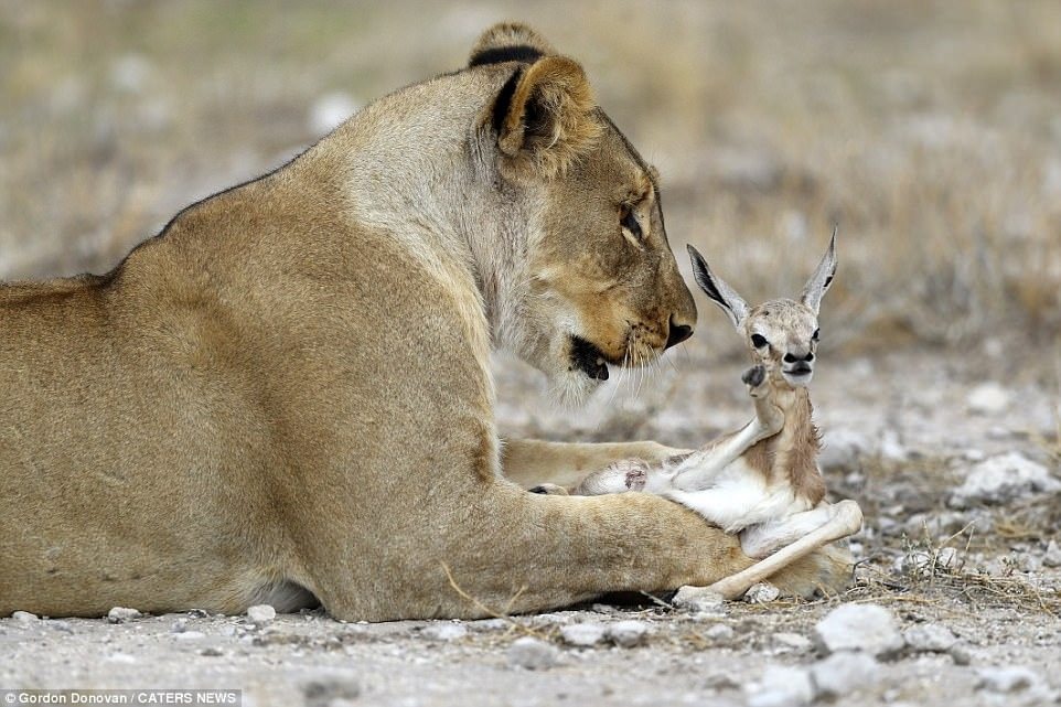 A lioness found a baby deer and did something surprising