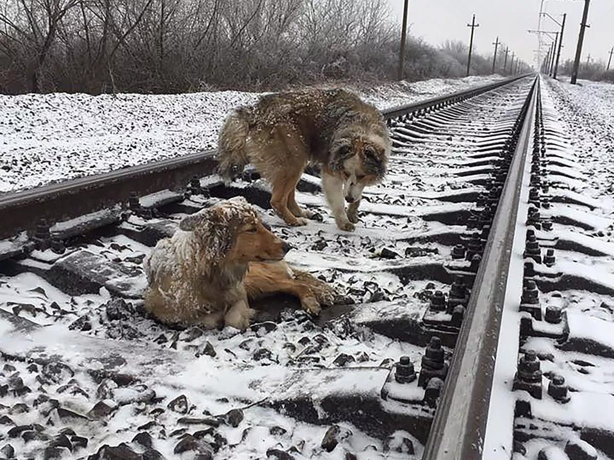 Puppy’s brave act on rail tracks amazes the police!