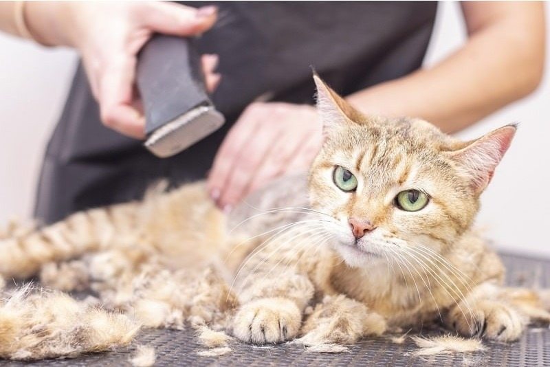 Mum cries when the groomer tells her one of her pets isn’t a cat