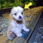 Puppy’s brave act on rail tracks amazes the police! ➤ Buzzday.info