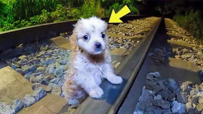 Puppy’s brave act on rail tracks amazes the police! ➤ Buzzday.info