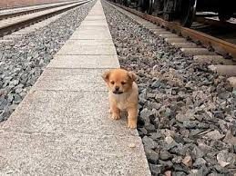 Puppy’s brave act on rail tracks amazes the police!