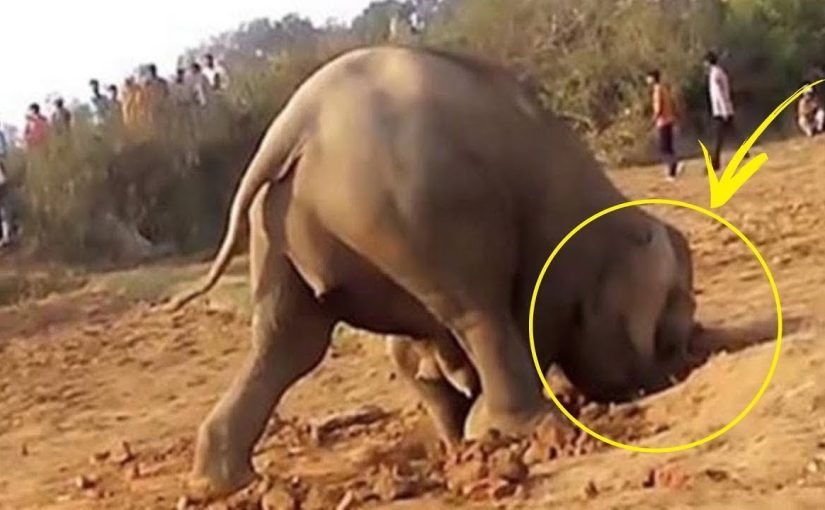 L’elefante ha scavato una buca. Perché? ➤ Buzzday.info