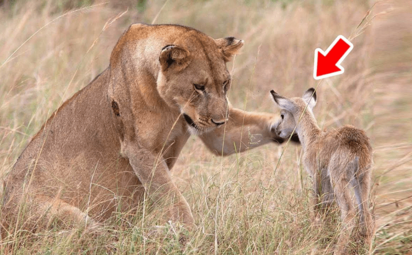 A lioness found a baby deer and did something surprising ➤ Buzzday.info